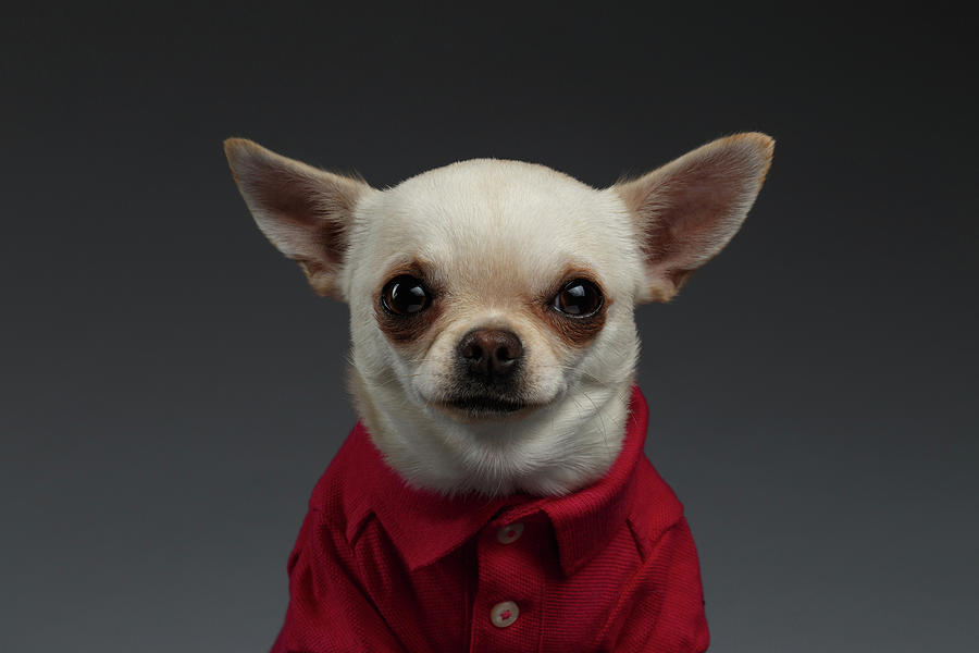 Closeup Portrait Chihuahua dog in stylish clothes. Gray background Photograph by Sergey Taran