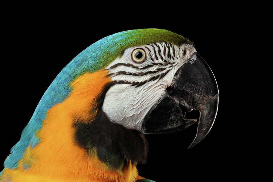 Up Movie Photograph - Closeup Portrait of a Blue and Yellow Macaw Parrot Face Isolated on Black Background by Sergey Taran