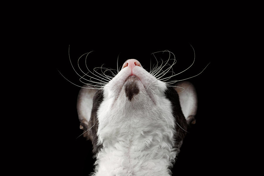 Cat Photograph - Closeup Portrait of Cornish Rex Looking Up Isolated on Black  by Sergey Taran