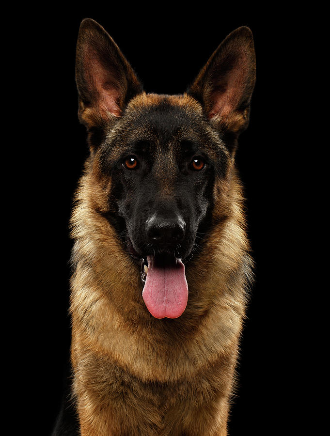 Dog Photograph - Closeup Portrait of German Shepherd on Black  by Sergey Taran