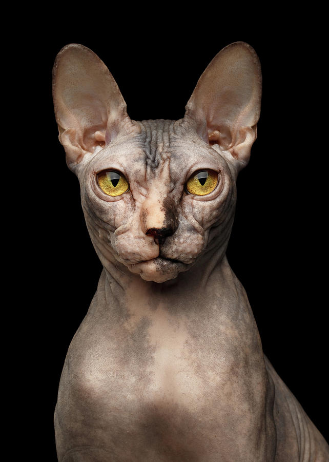 Cat Photograph - Closeup Portrait of Grumpy Sphynx Cat, Front view, Black Isolate by Sergey Taran