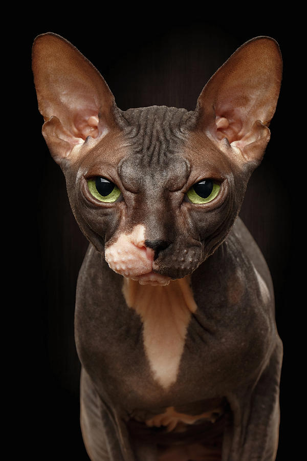 Cat Photograph - Closeup Portrait of Grumpy Sphynx Cat Front view on Black  by Sergey Taran