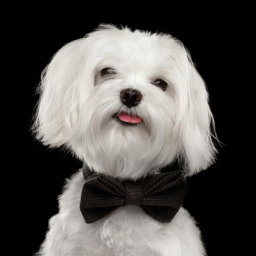Closeup Portrait of Happy White Maltese Dog with bow Looking in Camera isolated on Black background Photograph by Sergey Taran