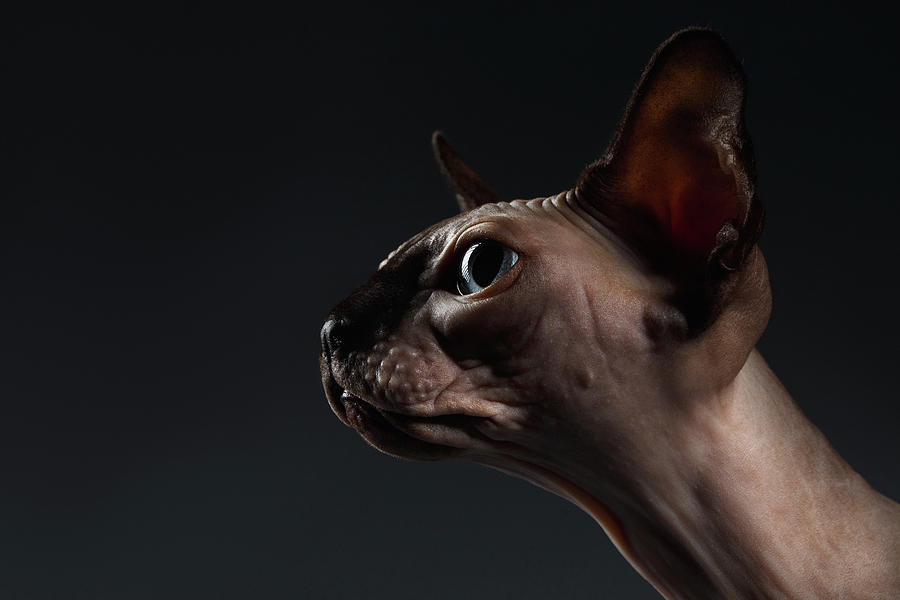 Portrait Photograph - Closeup Portrait of Sphynx Cat in Profile view on Black  by Sergey Taran