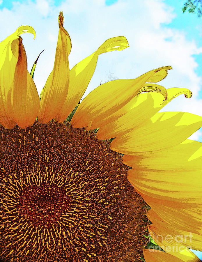 Closeup Poster Sunflower by George D Gordon III Closeup Poster Sunflower by George D Gordon III