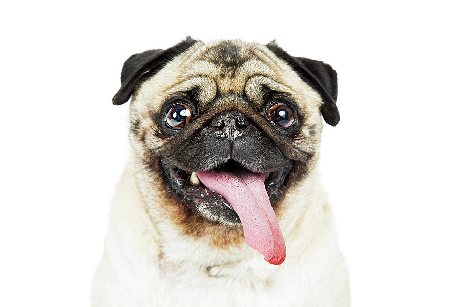 Animal Photograph - Closeup Pug Dog Tongue Hanging Out by Good Focused