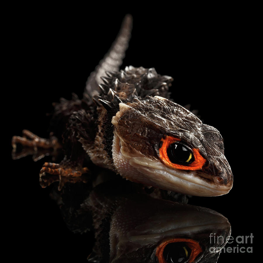 Closeup Red-eyed crocodile skink, tribolonotus gracilis Photograph by Sergey Taran