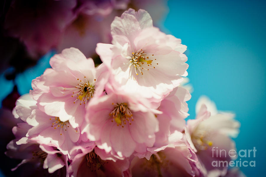 Closeup sakura Pink Cherry Blossoms  Photograph by Raimond Klavins