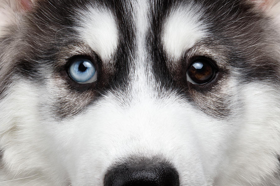 Closeup Siberian Husky Puppy Different Eyes Photograph by Sergey Taran