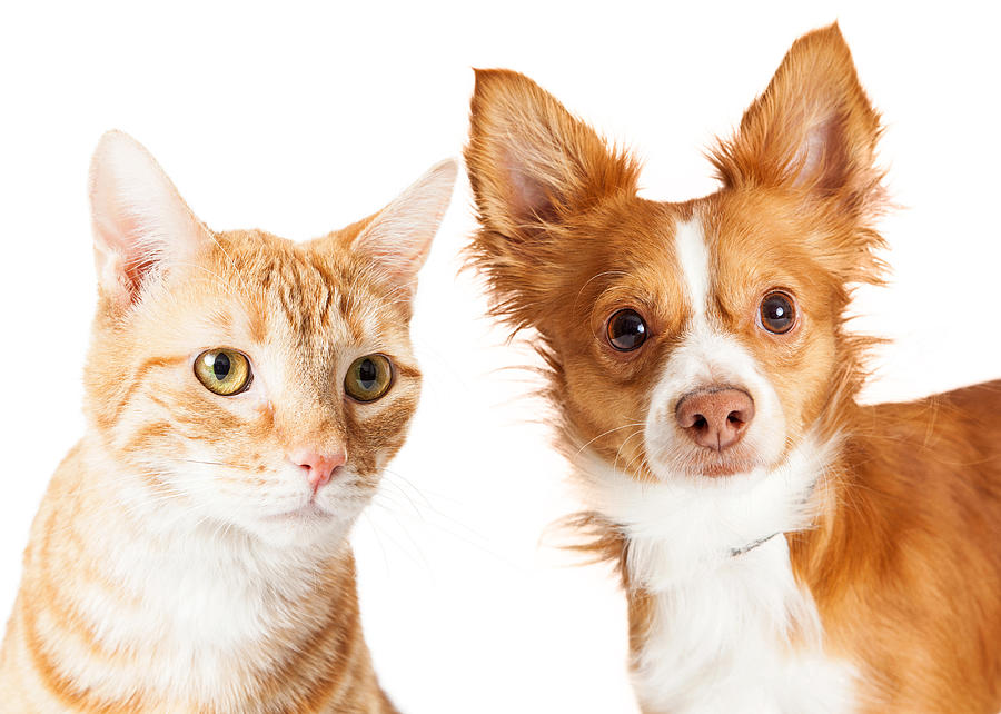 Closeup Small Dog and Tabby Cat Photograph by Good Focused