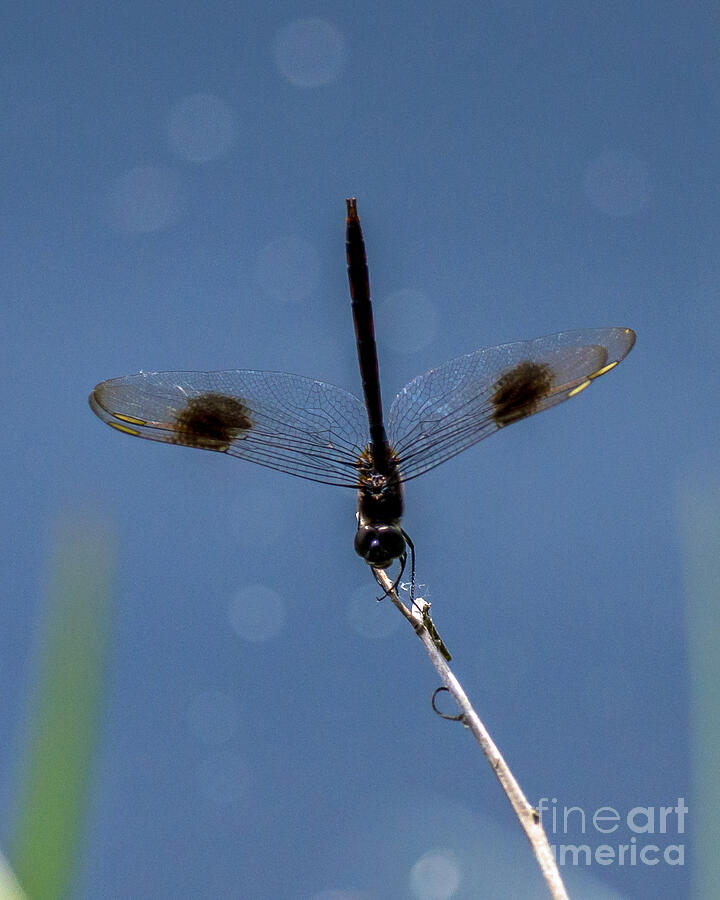 Closeup Spotted Dragonfly Photograph by Stephen Whalen