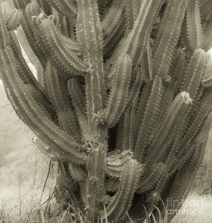 Rio Grande Valley Photograph - Closeup to ID by Imagery by Charly