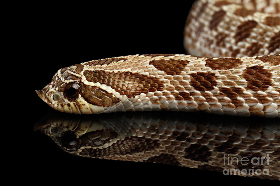 Closeup Western Hognose Snake, isolated on black background Photograph by Sergey Taran