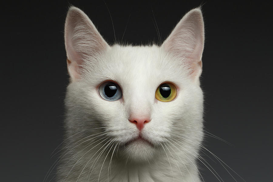 Closeup White cat with  heterochromia eyes on gray  Photograph by Sergey Taran