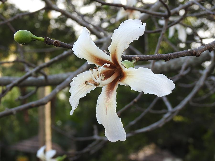 White Silk Floss Tree Blosoom Photograph by Sudol - Art America