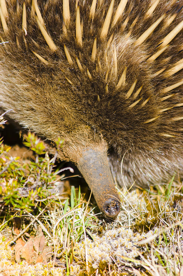 Closeup wildlife photo on the snout of an Echidna Photograph by Jorgo Photography