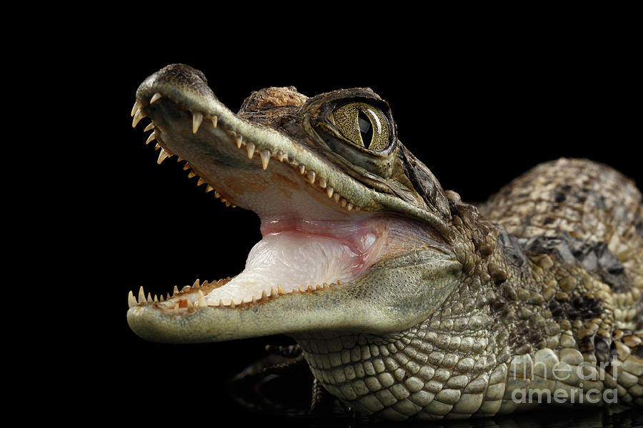 Closeup Young Cayman Crocodile, Reptile with opened mouth Isolated on Black Background Photograph by Sergey Taran