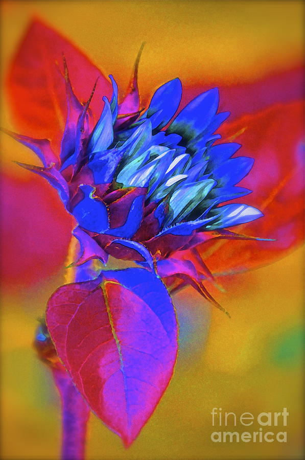 Sunflower Photograph - Closing My Eyes by Gwyn Newcombe