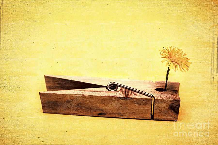 Vintage Photograph - Clothespins and dandelions by Jorgo Photography