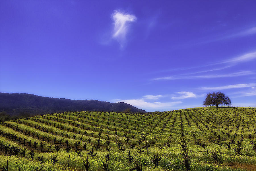 Tree Photograph - Cloud Above The Vineyards by Garry Gay