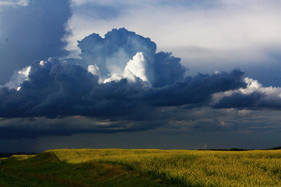 Cloud and Canola Photograph by David Matthews