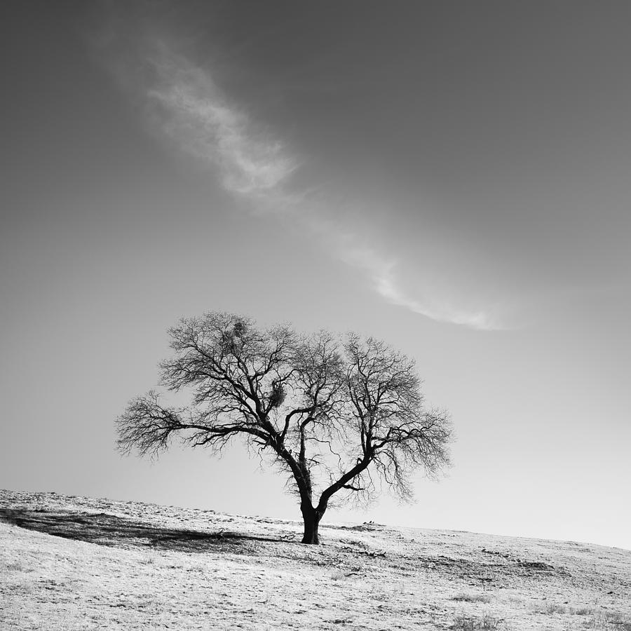 Black And White Photograph - Cloud Arc and Oak by Alexander Kunz