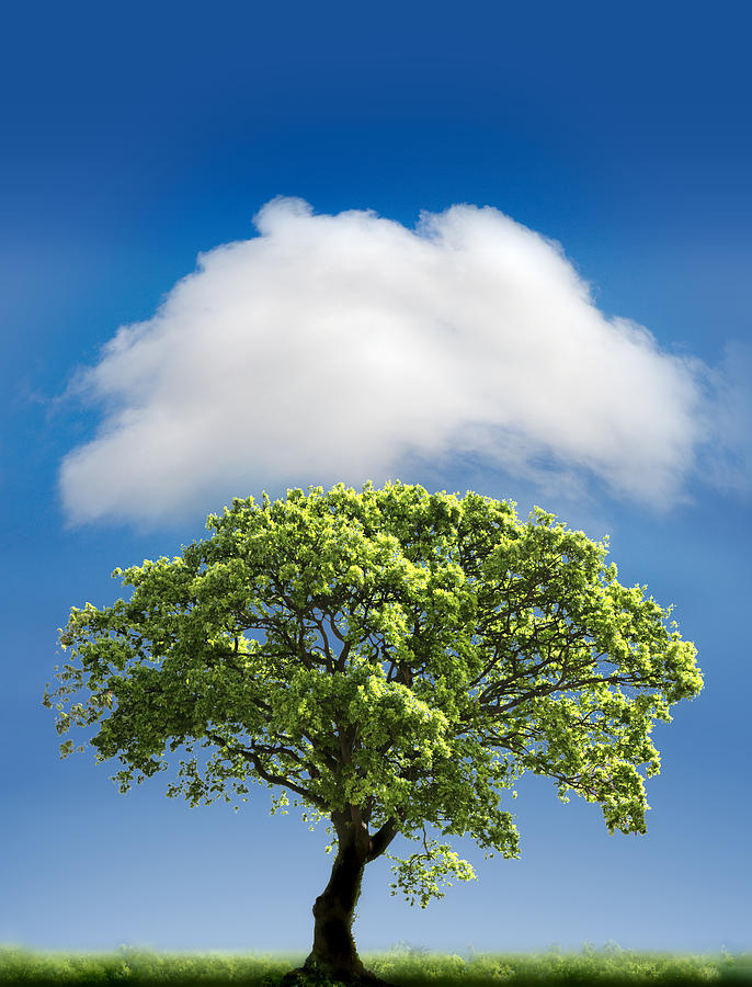 Tree Photograph - Cloud Cover by Mal Bray