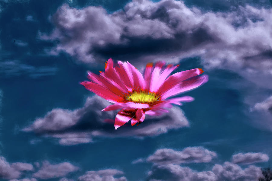 Cloud flower.  Photograph by Leif Sohlman