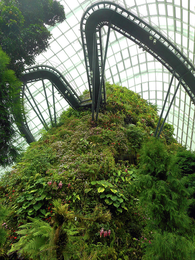 Cloud Forest 6 Photograph by Ron Kandt