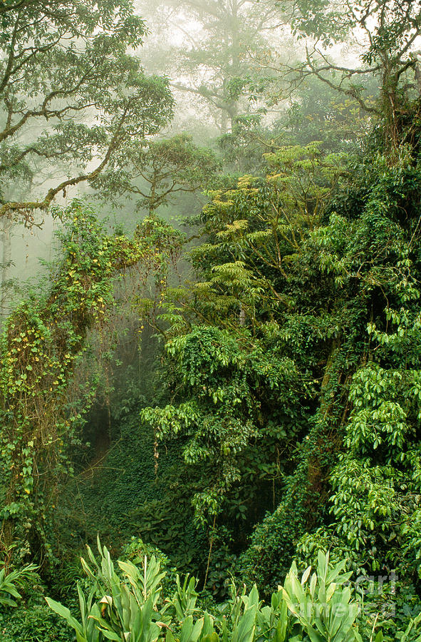 Cloud Forest, Monteverde Photograph by Inga Spence
