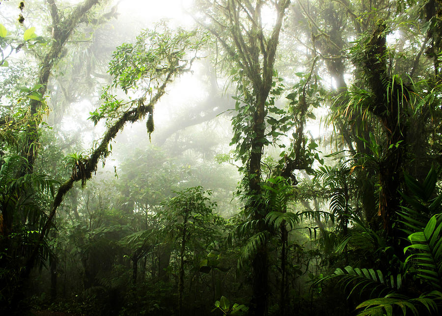 Forest Photograph - Cloud Forest by Nicklas Gustafsson