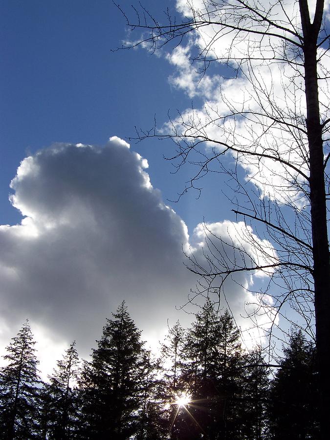 Cloud Leaves Photograph by Julie Rauscher