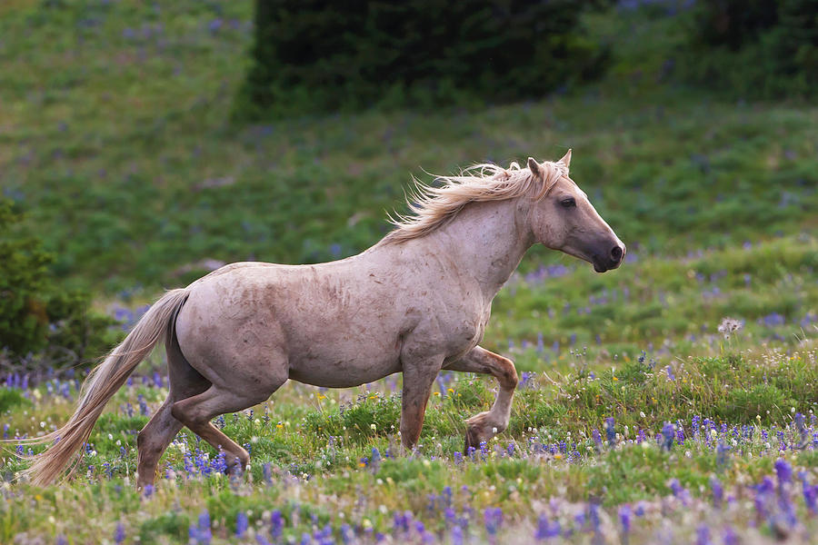 Cloud- Wild Stallion of the West Photograph by Mark Miller