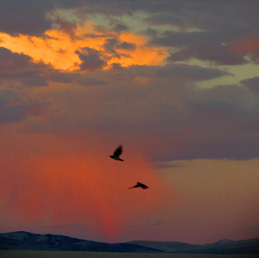 Bird Photograph - Cloudburst by Leah GRUNZKE