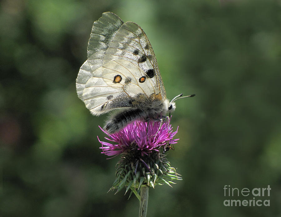 Clouded Apollo Butterfly Photograph By Jacqi Elmslie