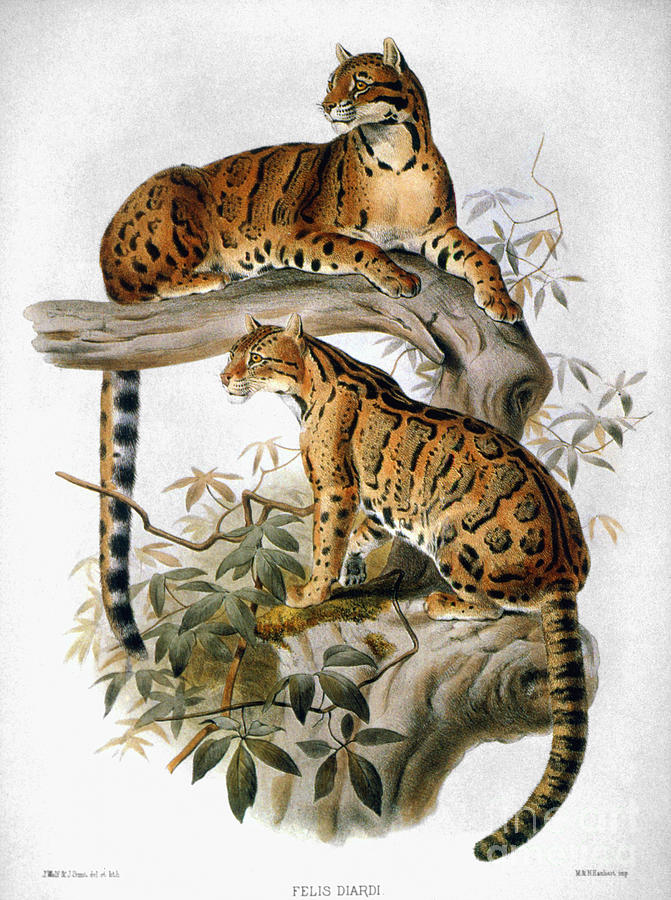 Clouded Leopard, 1883 Drawing by Granger