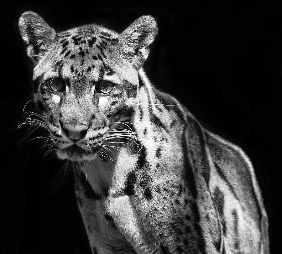 Clouded Leopard Photograph by Art Cole