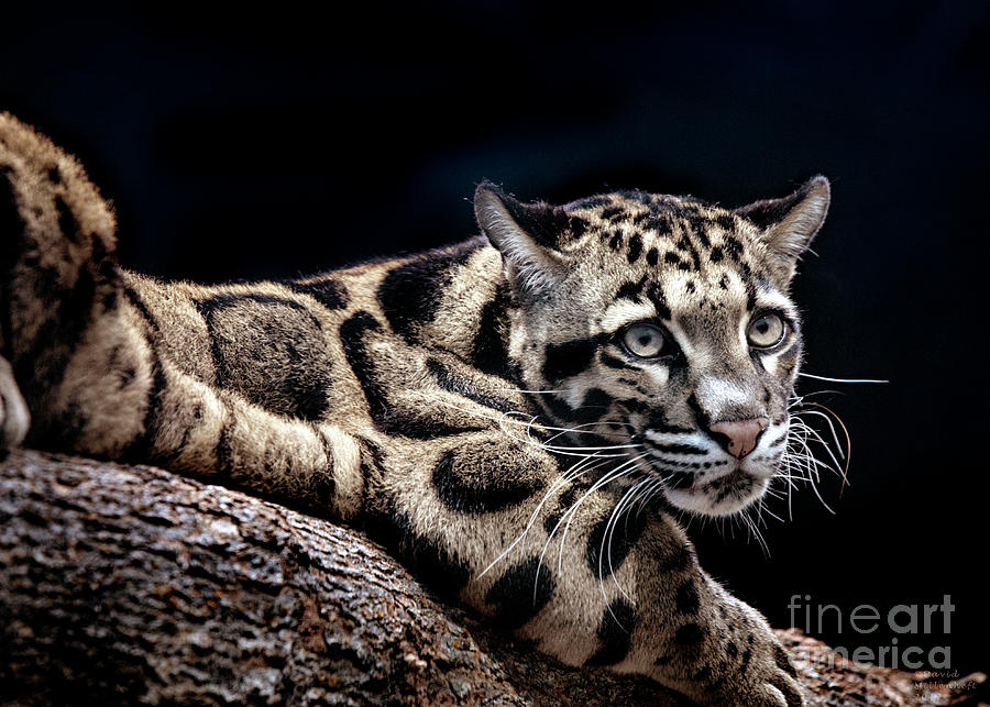 Wildlife Photograph - Clouded Leopard art by David Millenheft