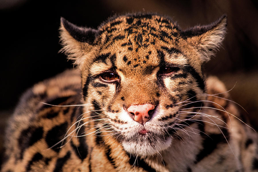 Clouded Leopard Photograph by Don Johnson