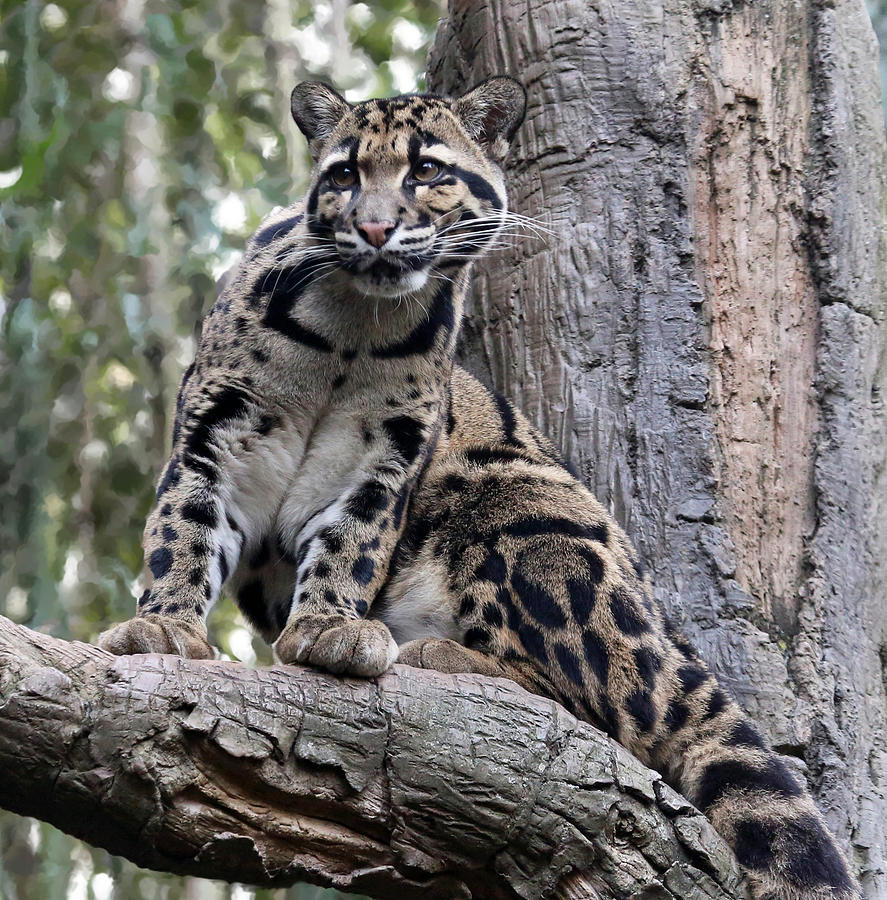 Clouded Leopard Photograph by Gina Fitzhugh