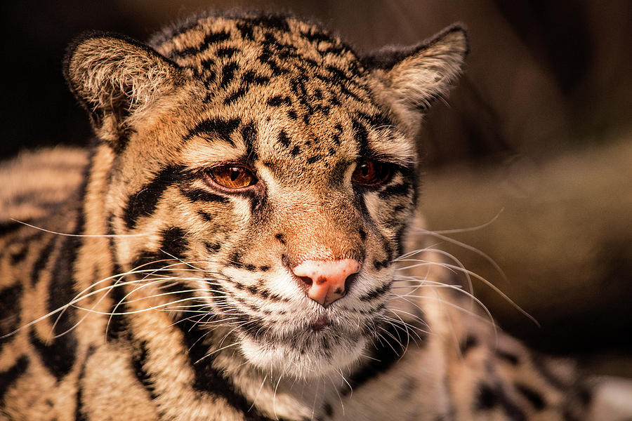 Clouded Leopard II Photograph by Don Johnson