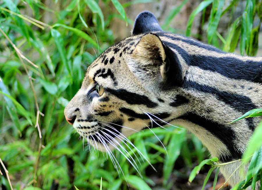 Clouded Leopard in the Grass Photograph by Kristin Elmquist