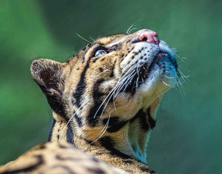 Clouded Leopard Looking Up Photograph by William Bitman