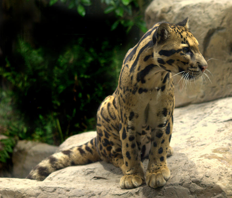 Clouded Leopard Neofelis nebulosa Photograph by Nathan Abbott