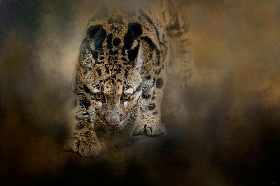 Leopard Photograph - Clouded Leopard On The Hunt by Jai Johnson