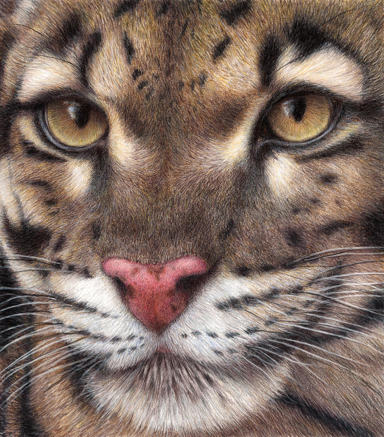 clouded-leopard-painting-by-pat-erickson