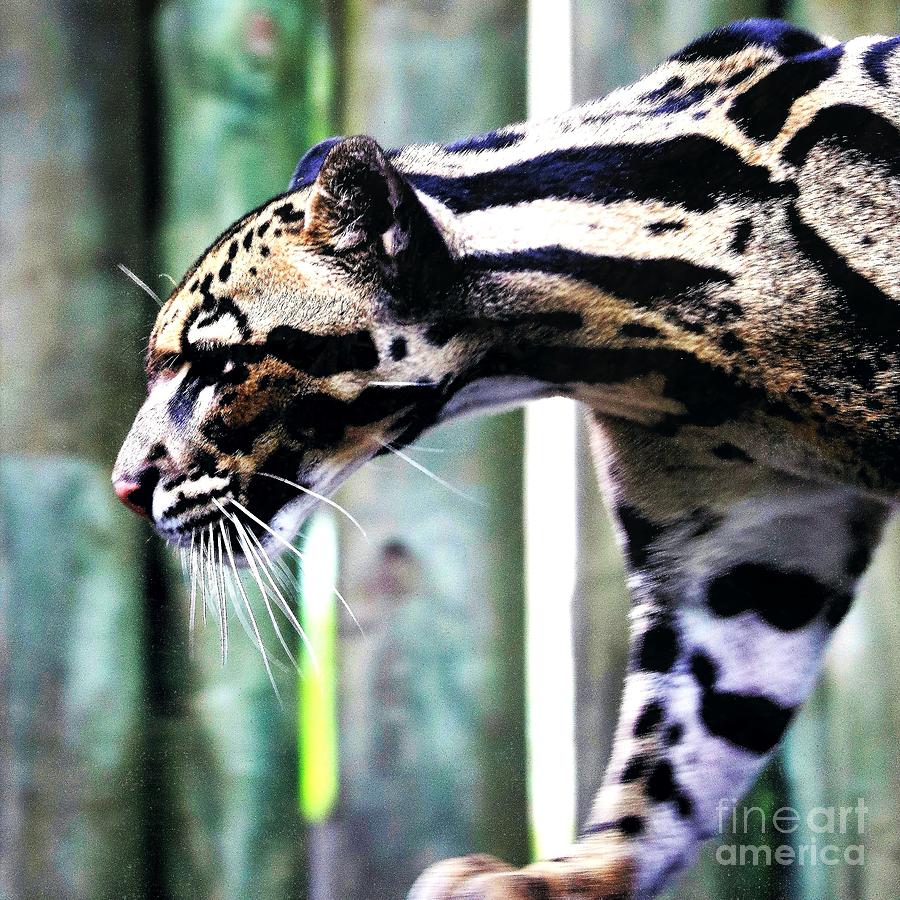 Clouded Leopard Profile Square Photograph by Diann Fisher