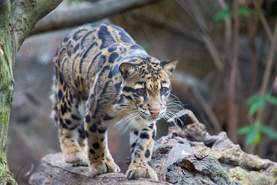 Clouded Leopard Photograph by SR Green