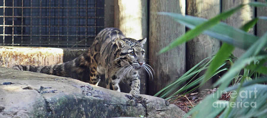 Clouded Leopard Photograph by Terri Mills