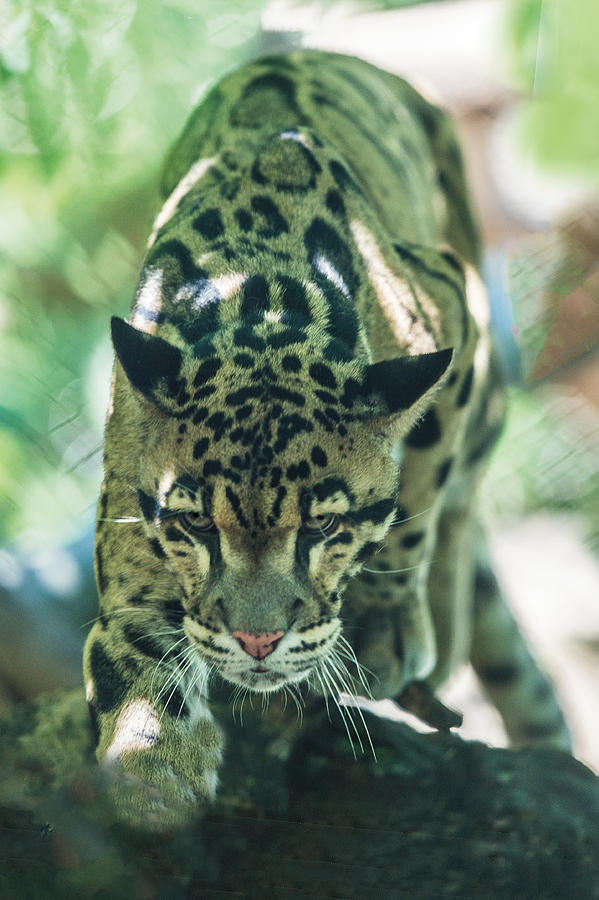 Clouded Leopard Walking Toward You With His Head Low Photograph by William Bitman